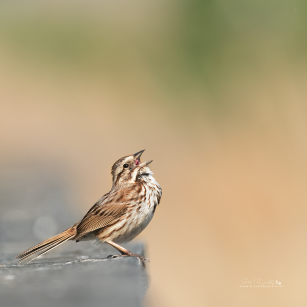 SongSparrowCliffwoodBeach05202021_7468