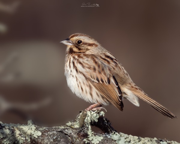 SongSparrow-GreatSwampWalk20211219_0839cr